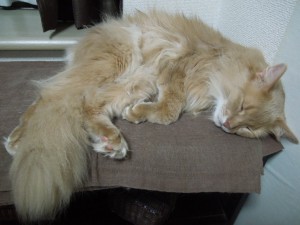 寝る猫①